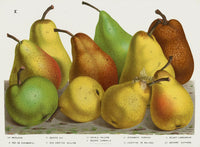 Van Houtte 1845 Antique Fruit & Vegetable Bartlett Pear & Others - Panteek Antique Prints