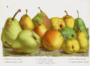 Van Houtte 1845 Antique Fruit & Vegetable Boisbunel Pears - Panteek Antique Prints