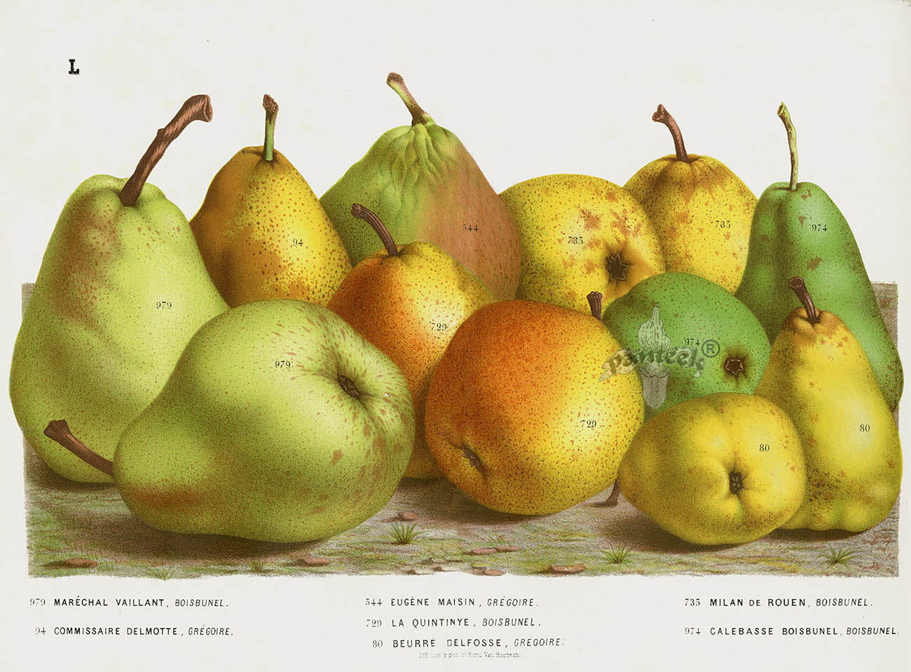 Van Houtte 1845 Antique Fruit & Vegetable Boisbunel Pears