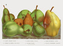 Van Houtte 1845 Antique Fruit & Vegetable Butter Pears 35 - Panteek Antique Prints