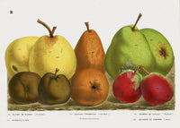 Van Houtte 1845 Antique Fruit & Vegetable Colored of July Pear - Panteek Antique Prints