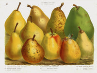 Van Houtte 1845 Antique Fruit & Vegetable Comice Pear & Others - Panteek Antique Prints