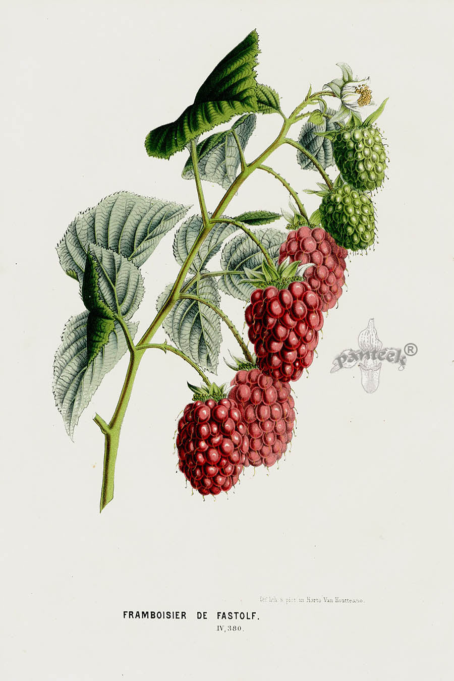 Van Houtte 1845 Antique Fruit & Vegetable Common Raspberry | Panteek ...
