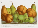 Van Houtte 1845 Antique Fruit & Vegetable Dubuisson Pear & Others - Panteek Antique Prints