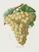 Van Houtte 1845 Antique Fruit & Vegetable Golden Hambro Grape - Panteek Antique Prints