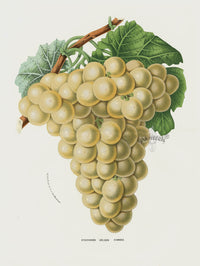 Van Houtte 1845 Antique Fruit & Vegetable Golden Hambro Grape - Panteek Antique Prints