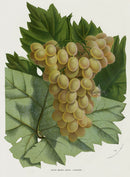Van Houtte 1845 Antique Fruit & Vegetable Golden Queen Grape - Panteek Antique Prints