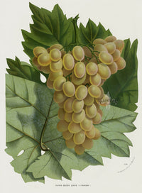 Van Houtte 1845 Antique Fruit & Vegetable Golden Queen Grape - Panteek Antique Prints