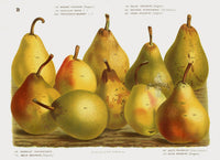 Van Houtte 1845 Antique Fruit & Vegetable Gregoire Pears - Panteek Antique Prints