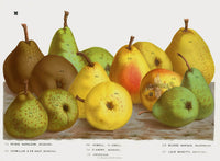 Van Houtte 1845 Antique Fruit & Vegetable Howell Pear & Others - Panteek Antique Prints