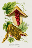 Van Houtte 1845 Antique Fruit & Vegetable Momordica charantia - Panteek Antique Prints