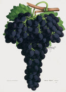 Van Houtte 1845 Antique Fruit & Vegetable Muscat Grape - Panteek Antique Prints