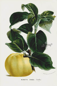 Van Houtte 1845 Antique Fruit & Vegetable Pear - Panteek Antique Prints
