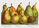 Van Houtte 1845 Antique Fruit & Vegetable Pear Varieties - Panteek Antique Prints