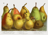 Van Houtte 1845 Antique Fruit & Vegetable Pear Varieties - Panteek Antique Prints