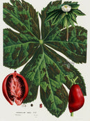 Van Houtte 1845 Antique Fruit & Vegetable Podophyllum emodi - Panteek Antique Prints