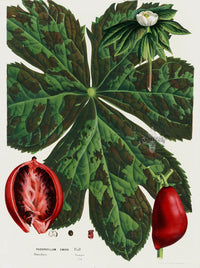 Van Houtte 1845 Antique Fruit & Vegetable Podophyllum emodi - Panteek Antique Prints