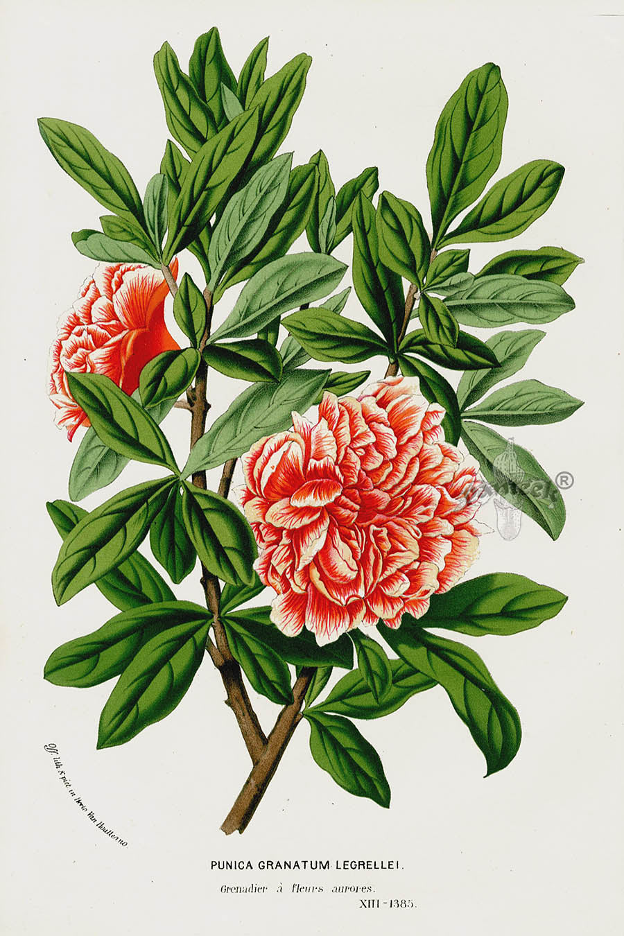 Van Houtte 1845 Antique Fruit & Vegetable Pomegranate