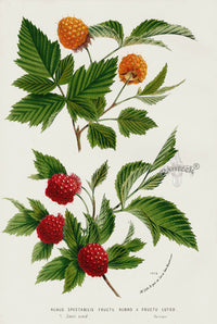 Van Houtte 1845 Antique Fruit & Vegetable Red Raspberry - Panteek Antique Prints