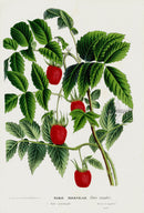 Van Houtte 1845 Antique Fruit & Vegetable Roseleaf Raspberry - Panteek Antique Prints