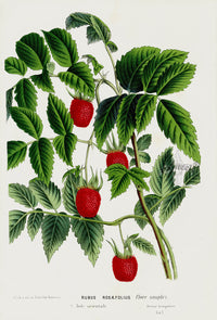 Van Houtte 1845 Antique Fruit & Vegetable Roseleaf Raspberry - Panteek Antique Prints