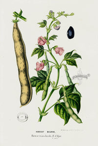 Van Houtte 1845 Antique Fruit & Vegetable String Bean - Panteek Antique Prints