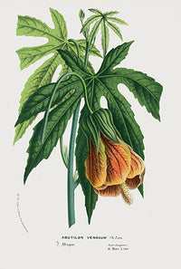 Van Houtte Gardens Europe Original Flower Print Abutilon - Panteek Antique Prints