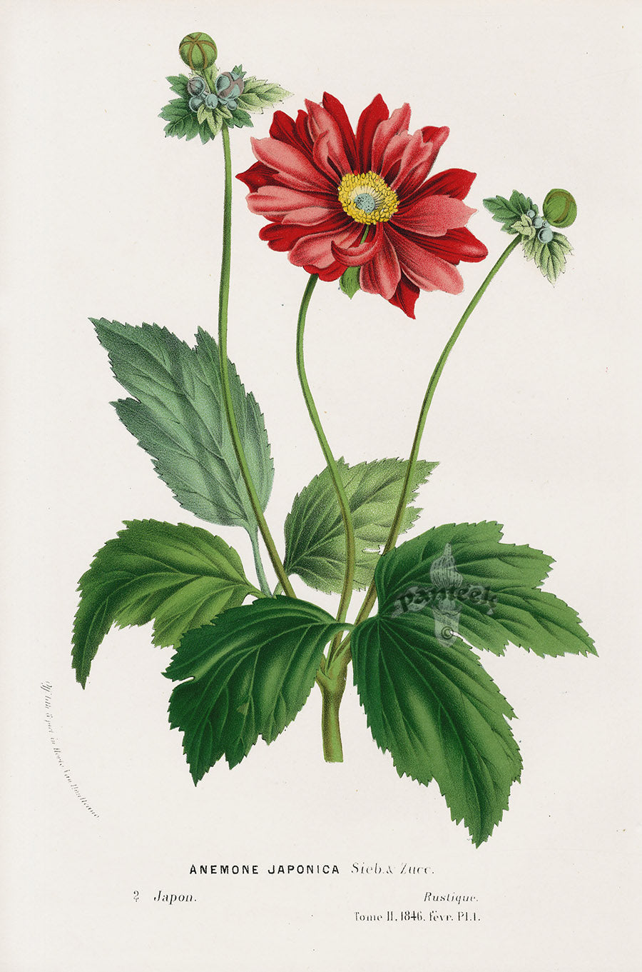 Van Houtte Gardens Europe Original Flower Print Anemone