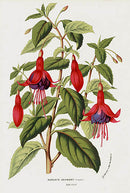 Van Houtte Gardens Europe Original Flower Print Auguste - Panteek Antique Prints