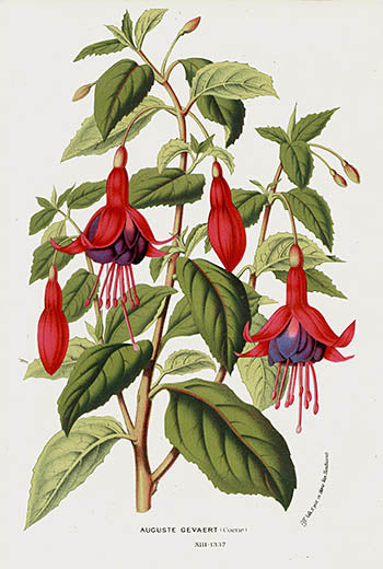 Van Houtte Gardens Europe Original Flower Print Auguste