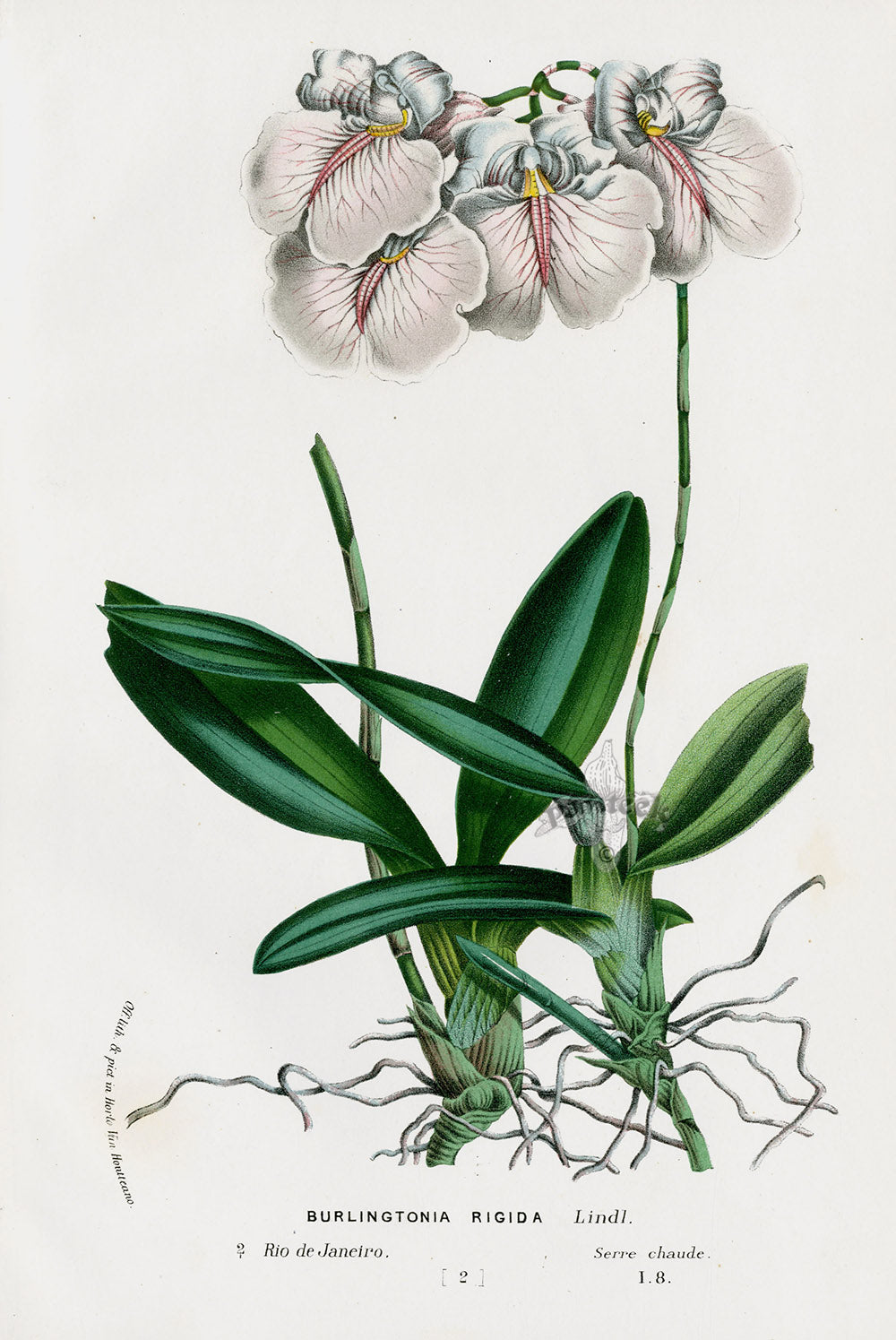 Van Houtte Gardens Europe Original Flower Print Burlingtonia