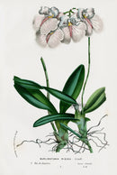 Van Houtte Gardens Europe Original Flower Print Burlingtonia - Panteek Antique Prints