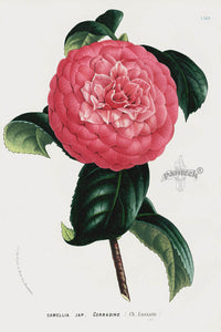Van Houtte Gardens Europe Original Flower Print Camellia cor - Panteek Antique Prints