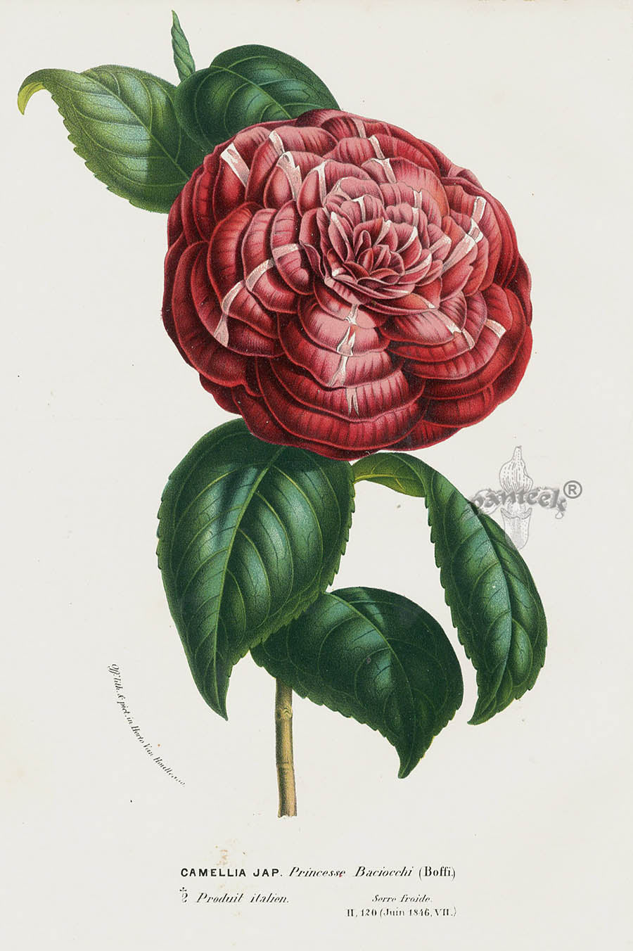 Van Houtte Gardens Europe Original Flower Print Camellia jap