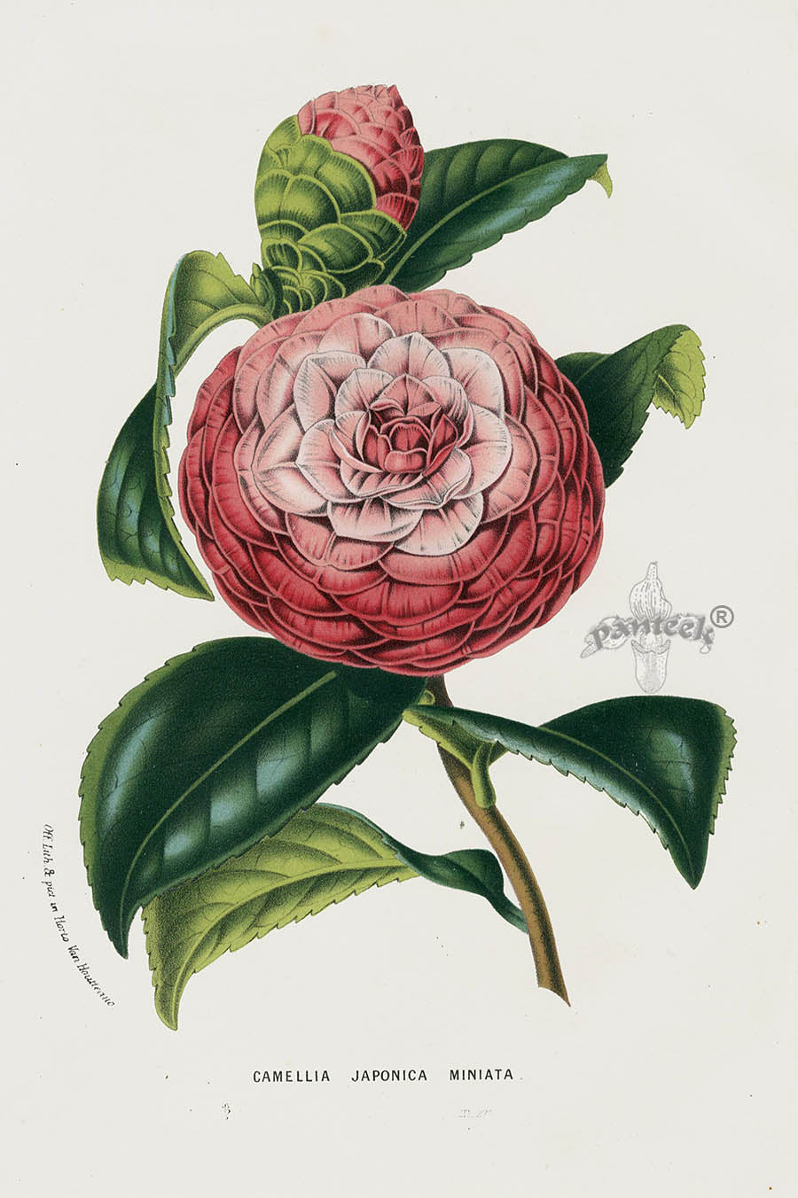 Van Houtte Gardens Europe Original Flower Print Camellia jap min