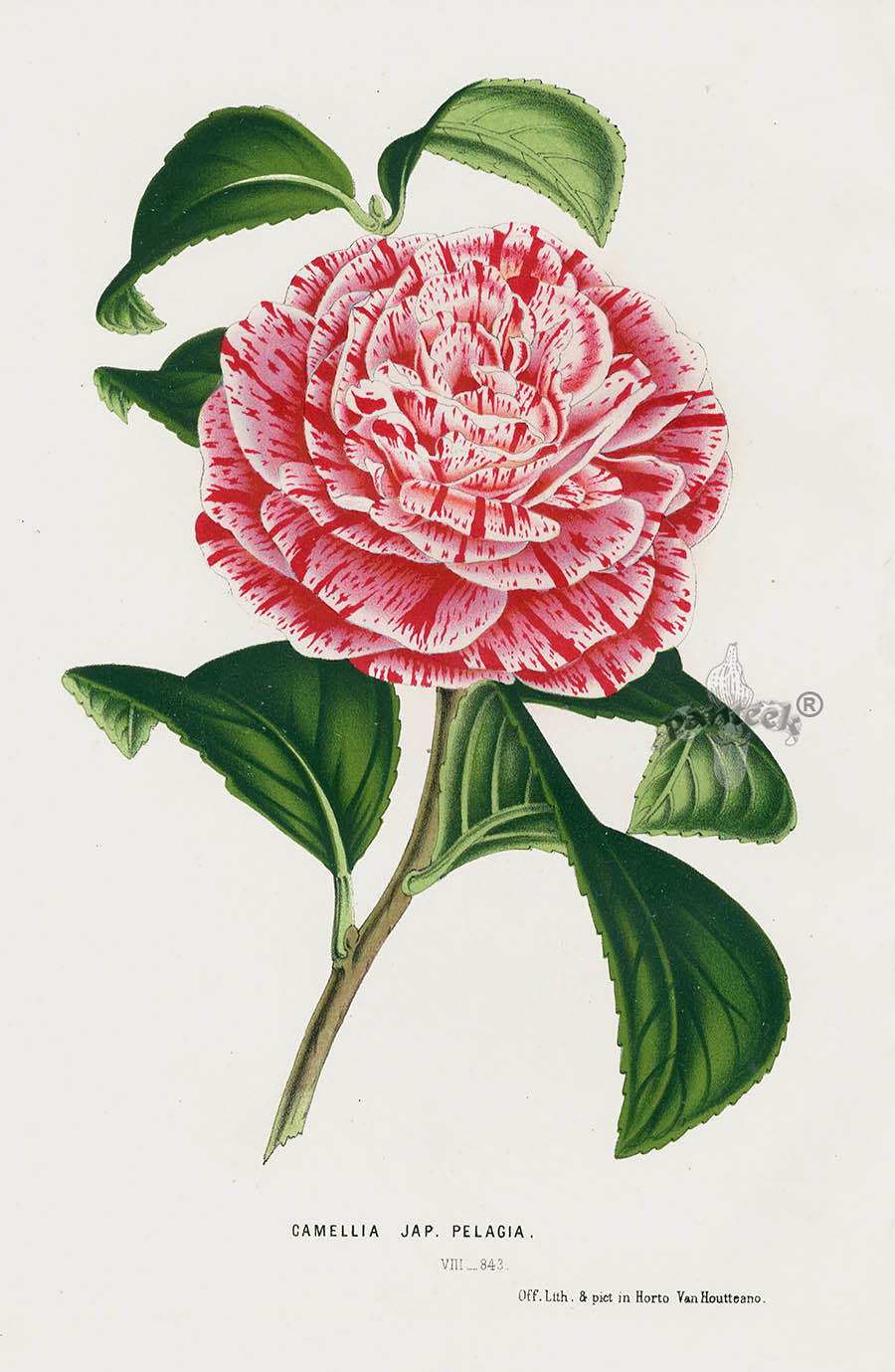 Van Houtte Gardens Europe Original Flower Print Camellia jap pel