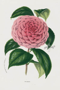 Van Houtte Gardens Europe Original Flower Print Camellia wil - Panteek Antique Prints