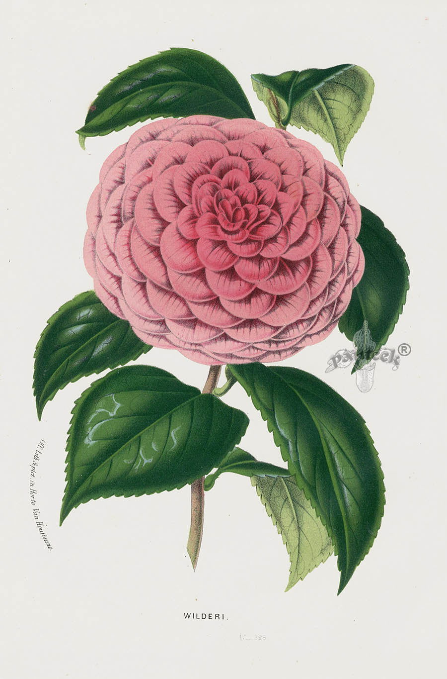 Van Houtte Gardens Europe Original Flower Print Camellia wil