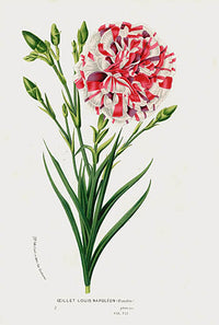 Van Houtte Gardens Europe Original Flower Print Carnation - Panteek Antique Prints