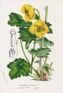 Van Houtte Gardens Europe Original Flower Print Cathcartia - Panteek Antique Prints