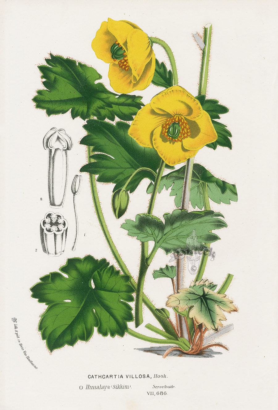 Van Houtte Gardens Europe Original Flower Print Cathcartia