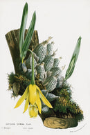 Van Houtte Gardens Europe Original Flower Print Cattleya cit - Panteek Antique Prints