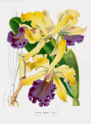 Van Houtte Gardens Europe Original Flower Print Cattleya dow - Panteek Antique Prints