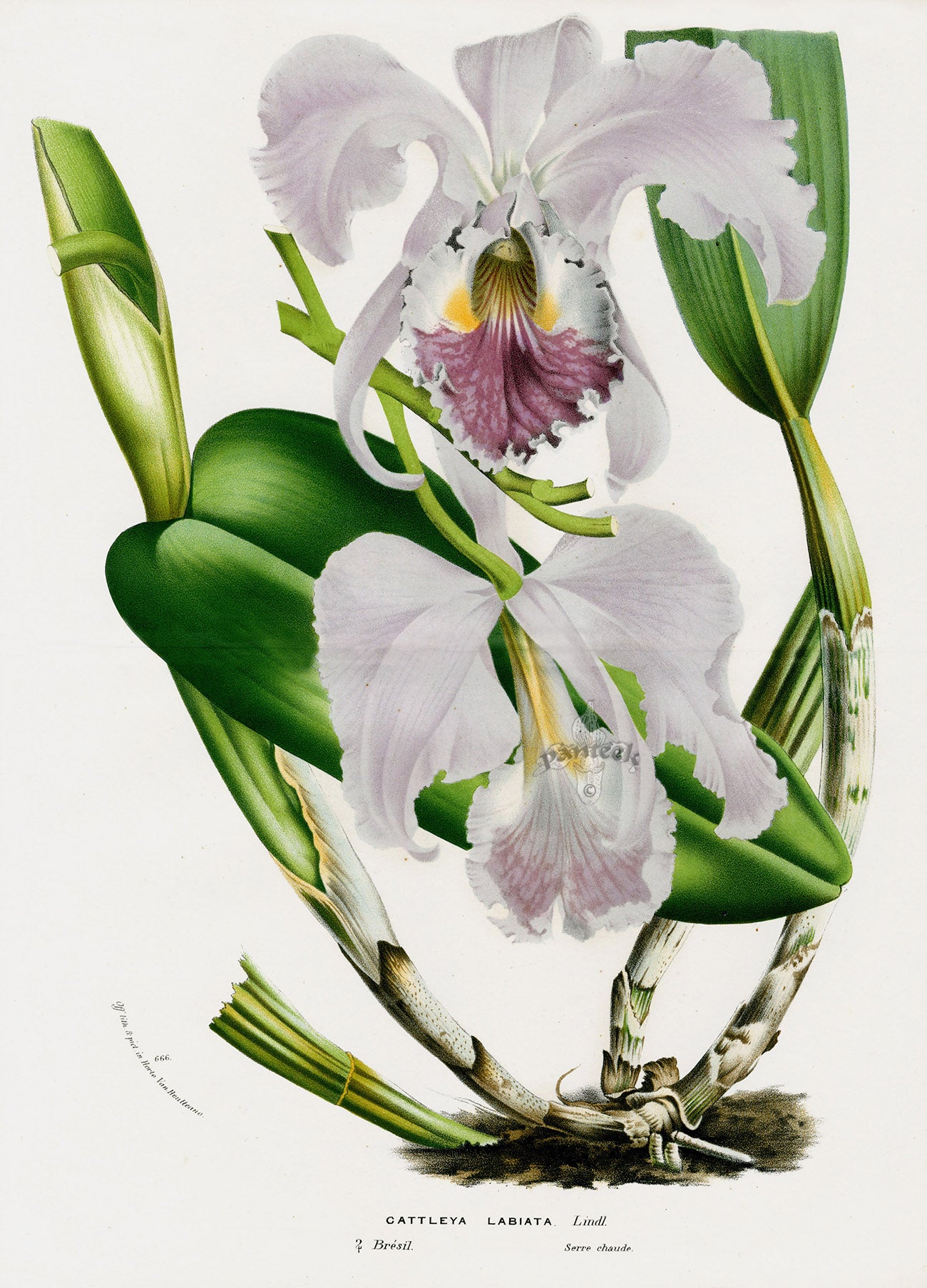 Van Houtte Gardens Europe Original Flower Print Cattleya lab