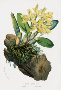 Van Houtte Gardens Europe Original Flower Print Cattleya lut - Panteek Antique Prints