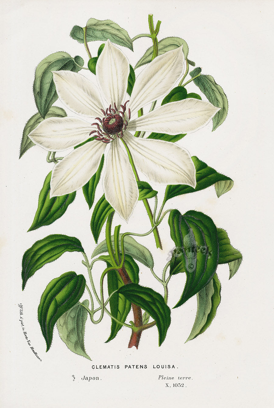 Van Houtte Gardens Europe Original Flower Print Clematis