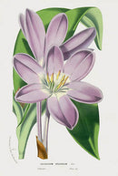Van Houtte Gardens Europe Original Flower Print Colchicum - Panteek Antique Prints