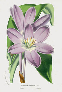 Van Houtte Gardens Europe Original Flower Print Colchicum - Panteek Antique Prints