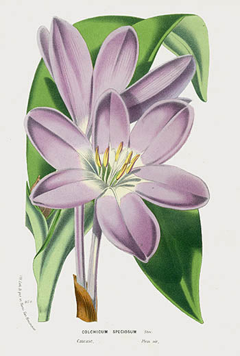 Van Houtte Gardens Europe Original Flower Print Colchicum