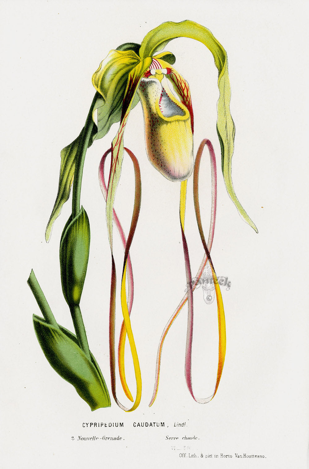 Van Houtte Gardens Europe Original Flower Print Cypripedium cau